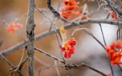 Bittersweet Holiday Reflections